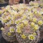 Preview: Mammillaria rischeri - L1063